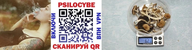 Псилоцибиновые грибы Psilocybe  Купить закладки  Щигры 